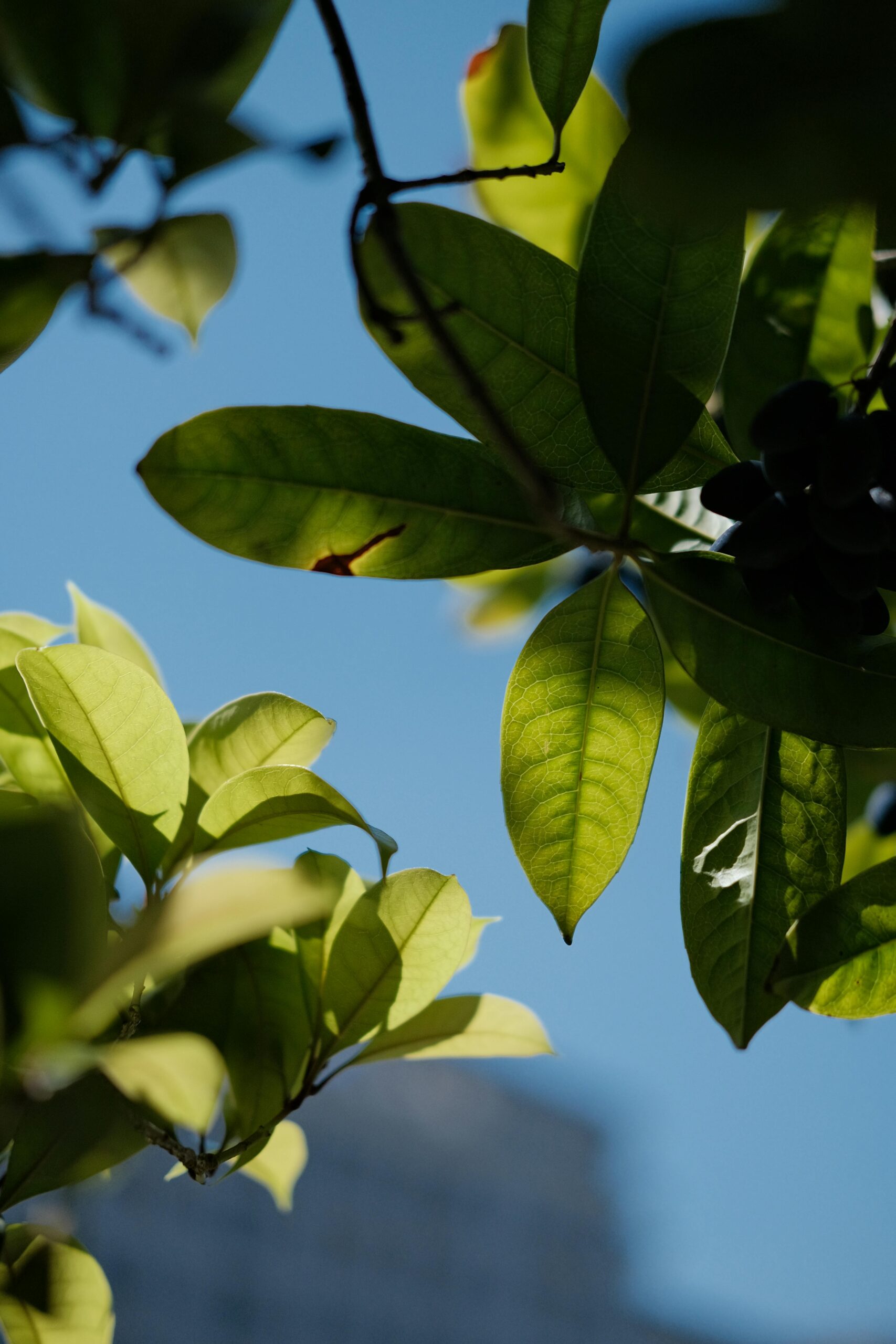 Invasive Species Eradication and removal