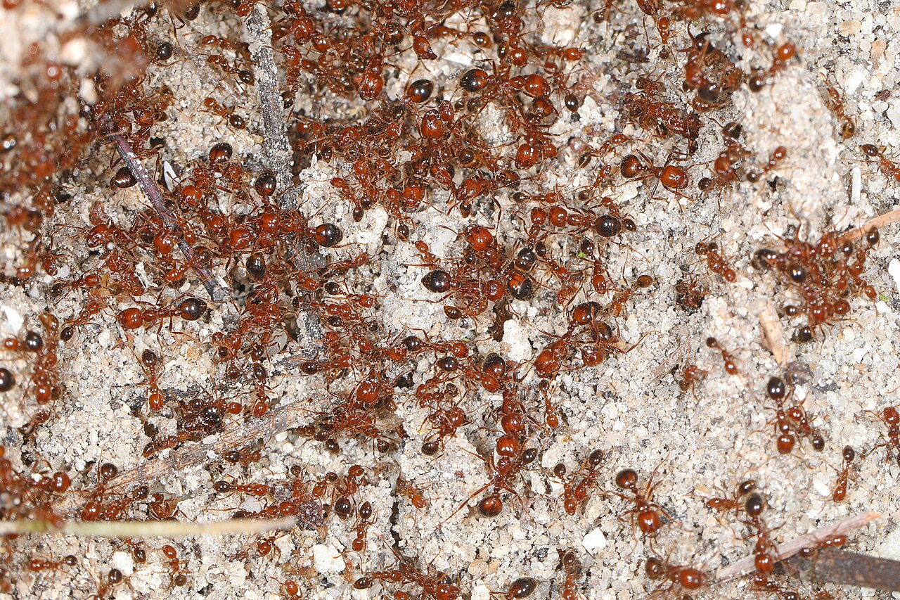 Fire ants