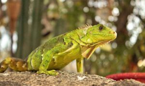 Green Iguana