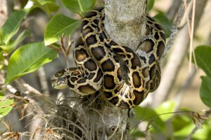 Burmese Python
