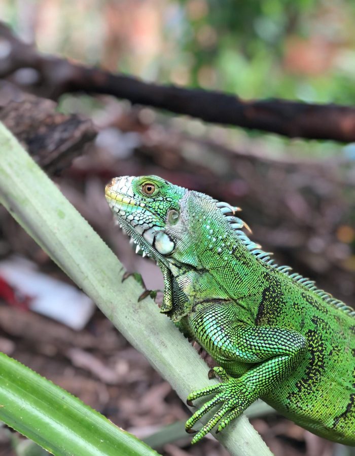 Green Iguana